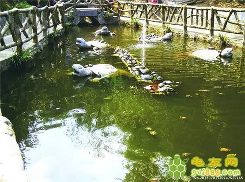 龟池塘生态养殖技术 