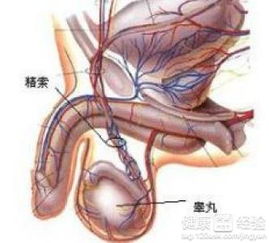 睾丸炎 图片欣赏中心 急不急图文 Jpjww Com