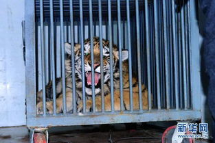 青岛 两只被非法驯养东北虎运抵野生动物救助站 