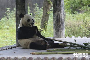 两岸记者深山探访碧峰峡大熊猫基地 团团 圆圆 成焦点 