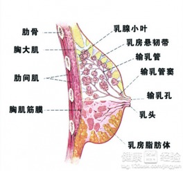 乳腺炎和乳乳腺增生有什么区别