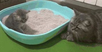 小小猫是怎么学会用猫砂的,真的需要铲屎官 言传身教 吗