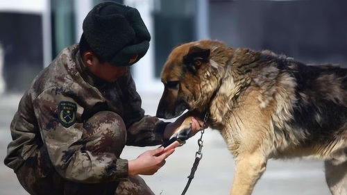 退役的军犬如何处理 除了不能带回家,待遇比你想象的好 