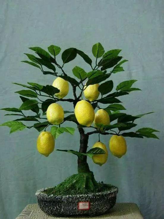 盆养柠檬换什么土最好(盆栽柠檬的土壤和浇水要求)