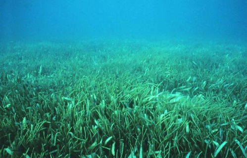 海底的植物有哪些,海里有绿色植物吗
