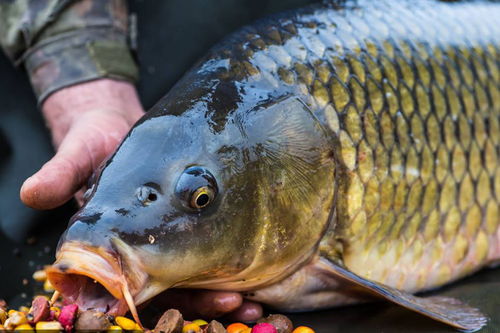 如何让鲤鱼喜欢吃你的鱼饵 改善鲤鱼饵料味道的方法