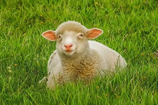 属羊的人爱上你会有什么样的表现呢(属羊喜欢一个人的表现)