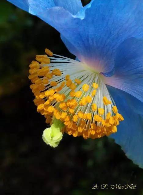 《花戎》炎越是天后亲生的吗