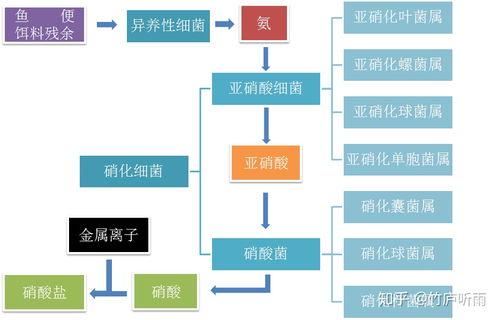 硝化细菌对鱼缸制造硝化系统到底有没有作用 