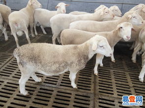 【纯种杜波羊,澳洲白羊,萨福克羊养殖场】-省内其它易登网