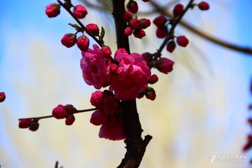 关于春天桃花的诗句有什么作用