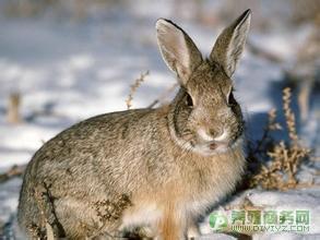 安农比利时野兔养殖攻略