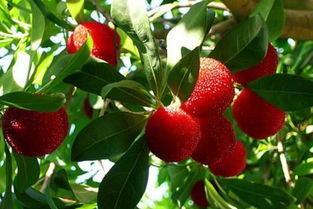 红树叶红果子是什么树,偶然发现一棵树，想知道叫什么名字，红色的果实，类似松塔的形状，但是外皮是毛茸茸的？