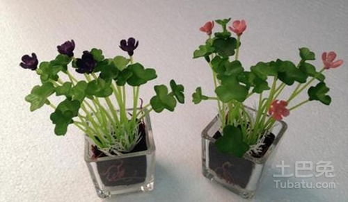 家庭植物风水选择 对房屋风水有好处的花草植物