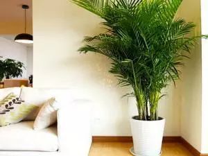 植物散尾葵适合室内养还是室外养？