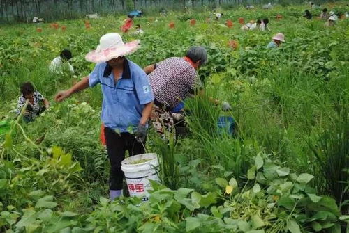 庄稼地实拍 摘毛豆现场人头攒动,很多农村长大的人,也是首次见