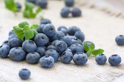 浆果之王蓝莓,癌症病人能吃吗