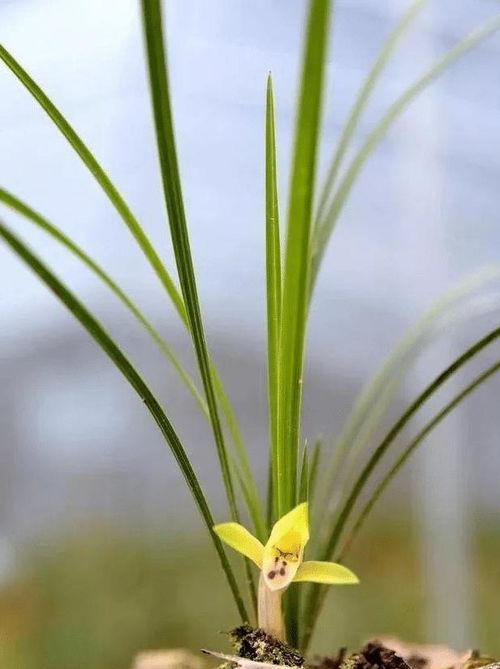 牛粪适合什么花(牛粪适合什么花土)