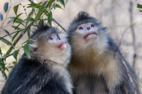 12生肖 聪慧猴 的一生宿命 过了40岁后依靠谁 属猴人过来看
