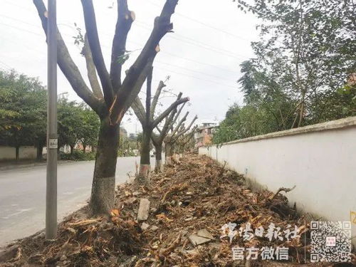 绵阳南山路几百棵黄葛树都被砍了 怎么回事