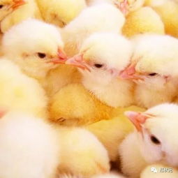何为鸡支堵养鸡人如何防止鸡支气管堵塞病(鸡支气管堵塞的症状)