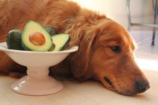 狗吃桃子（三个月小狗能吃桃子吗）