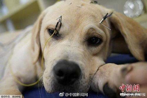 上海一诊所为宠物针灸艾熏 4年治疗2000只猫狗 