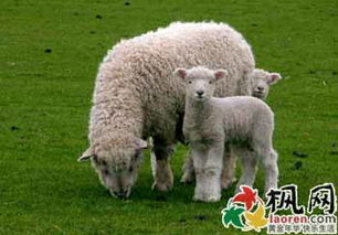 1991年属羊是什么命 揭秘