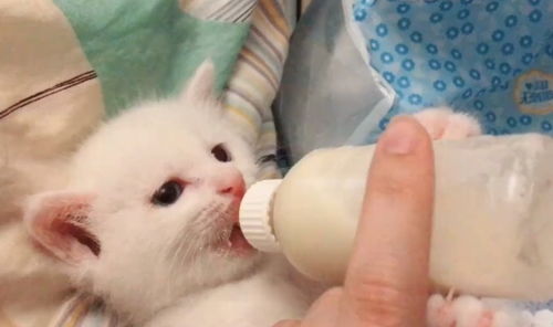 流浪小奶猫饿极了,抱着手指吮吸,喝奶的眼神好坚定 宝宝要喝完