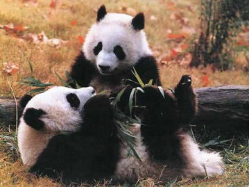 史上最全可爱熊猫搞笑图集 