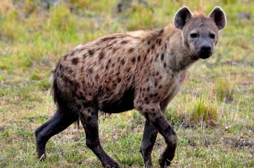 非洲草原上常见的鬣狗,它们究竟是猫科还是犬科 
