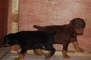 警卫犬杜宾犬 高贵品质杜宾幼犬 杜宾健康有保障