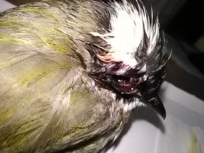 捡到一只眼睛刚被啄伤不久的鸟,如何处理伤口 急 