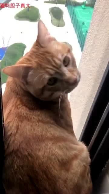 猫咪想不开,爬上了窗户,我该怎么劝它 