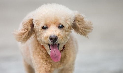 惩罚泰迪犬时，哪些禁忌不能犯(惩罚泰迪犬时,哪些禁忌不能犯罪)