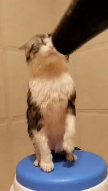 帮猫洗澡太好玩了,尤其是用吹风机吹干的时候,表情太有趣了 