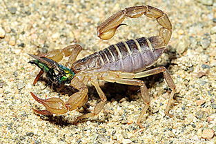 刚出生的小蝎子人工如何护理 一龄蝎子喜欢吃哪些昆虫
