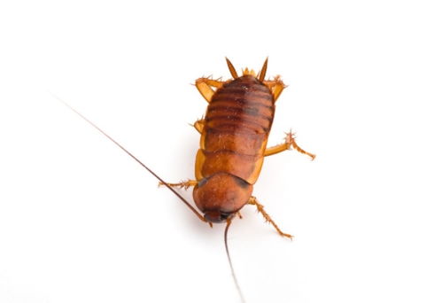家里有蟑螂怎么能除根 蟑螂怎么消灭最彻底
