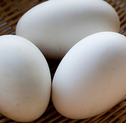 鹅蛋的营养价值 最新消息抢先看 七丽时尚网 