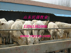 河南商丘肉牛养殖基地 
