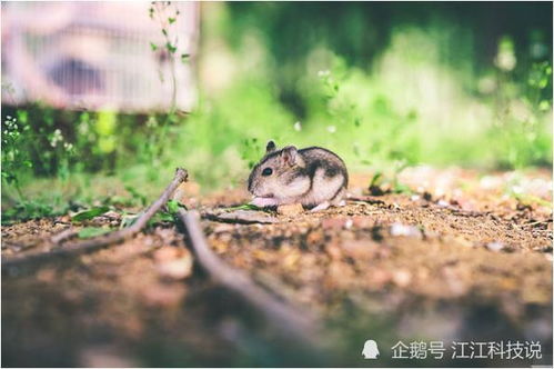 生肖鼠 6月15日有天降财运,但要留个心眼,家有属鼠的速看