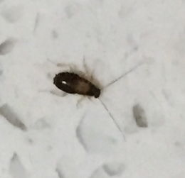想请大家帮忙看下这到底是什么虫子,怎么消灭 最近家里出现了很多这样的小虫子,黑棕色,头上有两根须子 