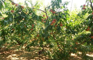 桃子核能种吗刚吃完的桃子核能种出桃树吗,桃子核能种吗刚吃完的桃子核能种出桃树吗