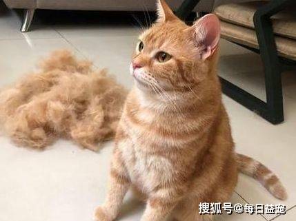 给奶奶捡了只橘猫,仅用了一个月就成了舞王,这姿势太标准了