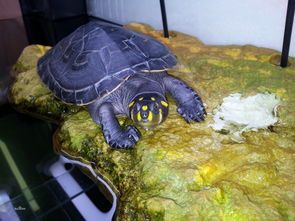 黄头侧颈龟寿命多长？