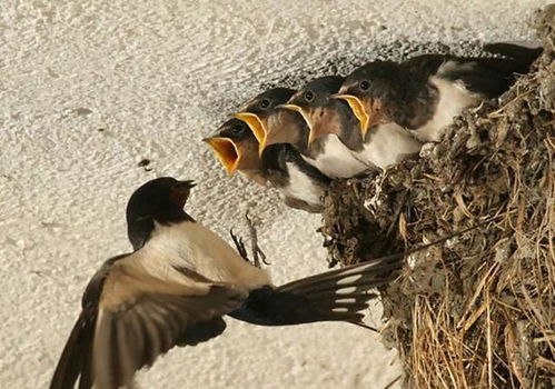 在农村,燕子不会随意在人家筑巢,它是如何判断的呢