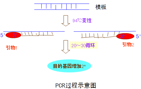 PCR技术的原理与方法