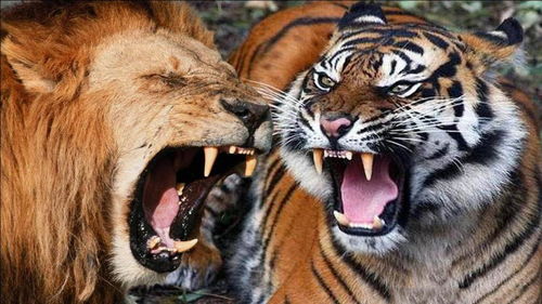 狮子和老虎做邻居,经常比谁的吼声更可怕,可吓坏了游客 