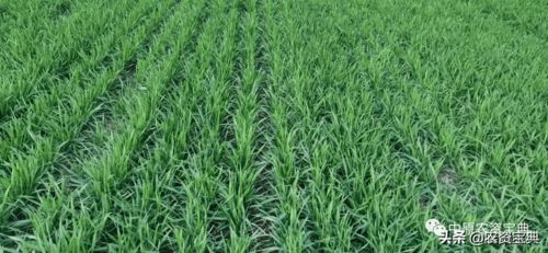玉米秸秆粉碎直接当 肥料 这样做下茬小麦要遭殃