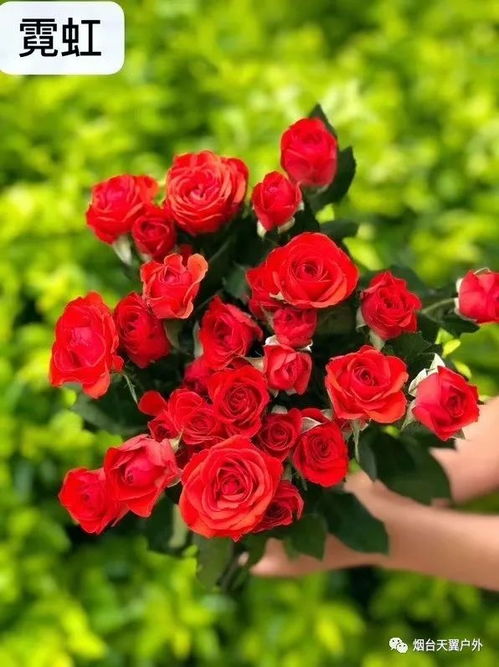 云南鲜花 团购特价 仅需 39.9元多头玫瑰 买一扎送一扎 包邮 空运